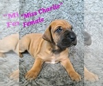 Small Photo #1 Great Dane Puppy For Sale in CHESTERFIELD, MI, USA