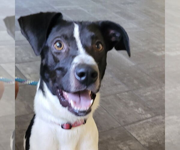 Medium Photo #2 Mutt Puppy For Sale in Fairfax, VA, USA