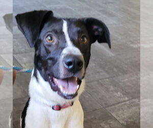 Chester 2 *Adopt or Foster* - Male Mutt Dog for Adoption - Photo #2