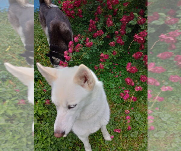 Medium Photo #8 - Mix Puppy For Sale in Aurora, IN, USA