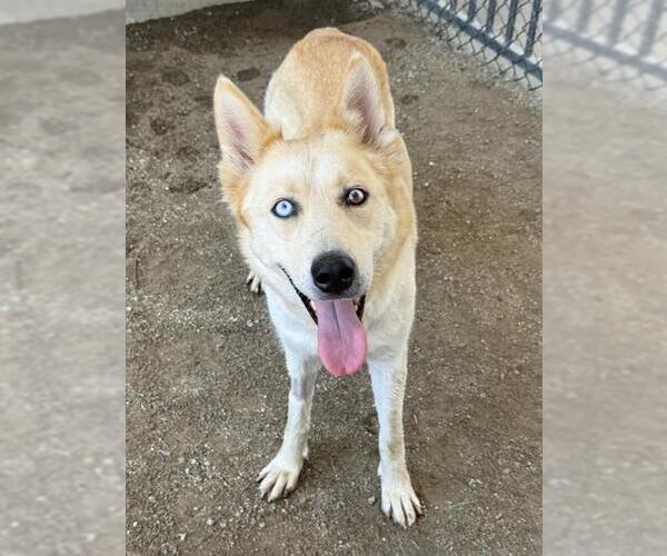 Medium Photo #3 Siberian Husky Puppy For Sale in Riverside, CA, USA