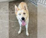 Small #2 Siberian Husky