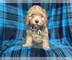 Poodle (Miniature) Puppy for sale in LAKELAND, FL, USA