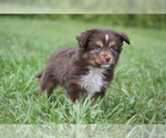 Small #8 Miniature Australian Shepherd