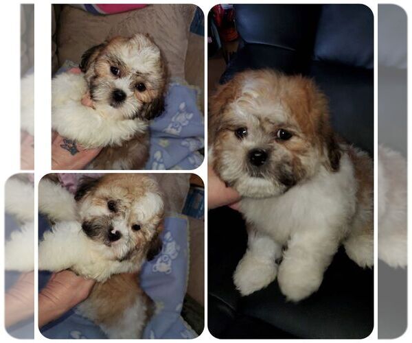 Medium Photo #1 Bichon-A-Ranian-Shih Tzu Mix Puppy For Sale in KENDALL, WI, USA