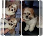 Small Photo #1 Bichon-A-Ranian-Shih Tzu Mix Puppy For Sale in KENDALL, WI, USA