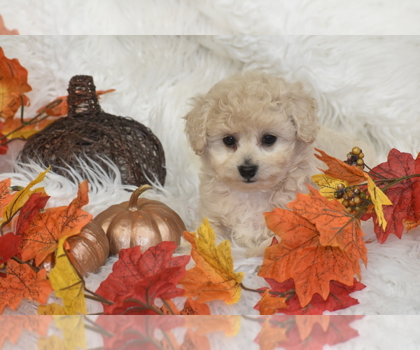 Medium Photo #2 Poochon Puppy For Sale in ELDORADO, OH, USA
