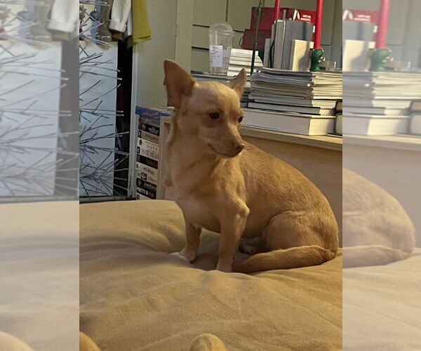 Medium Photo #10 Chihuahua Puppy For Sale in Studio City, CA, USA