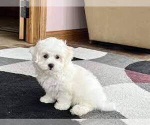 Coton de Tulear Puppy for sale in RICHMOND, KY, USA