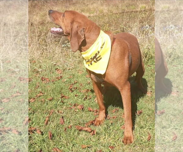 Medium Photo #3 Redbone Coonhound Puppy For Sale in Westminster, MD, USA