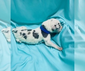 Great Dane Puppy for sale in MARSHVILLE, NC, USA