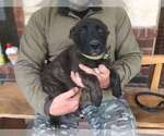 Small Photo #2 Belgian Malinois-Dutch Shepherd Dog Mix Puppy For Sale in SALADO, TX, USA