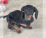 Small #1 Dachshund