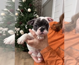 Medium French Bulldog