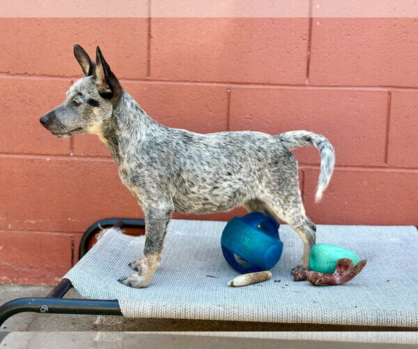 Medium Photo #4 Mutt Puppy For Sale in Paso Robles, CA, USA