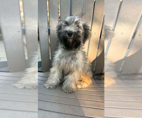 Medium Photo #1 Shih Tzu-Unknown Mix Puppy For Sale in New Oxford , PA, USA