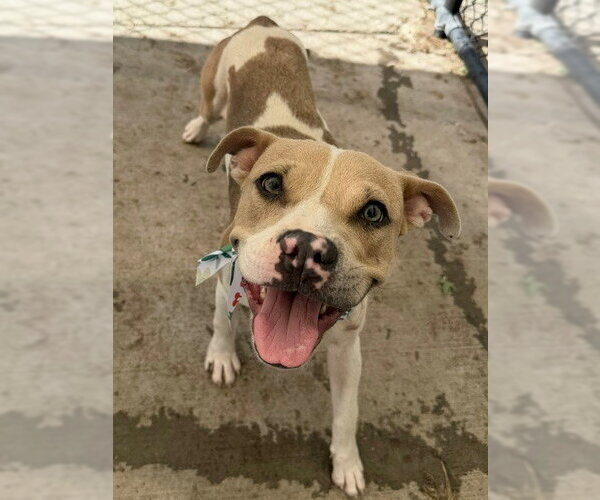 Medium Photo #1 Boxer-Unknown Mix Puppy For Sale in Tulsa, OK, USA