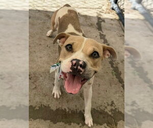 Boxer-Unknown Mix Dogs for adoption in Tulsa, OK, USA