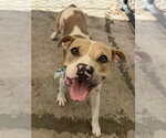 Small Boxer Mix