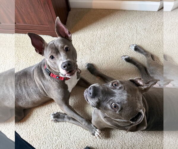 Medium Photo #42 Mutt Puppy For Sale in Mount Laurel, NJ, USA