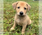 Small #1 Plott Hound Mix