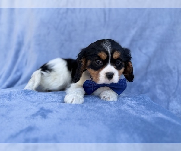 Medium Photo #3 Cavalier King Charles Spaniel Puppy For Sale in LAKELAND, FL, USA