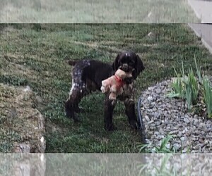 Father of the Cocker Spaniel puppies born on 08/16/2020