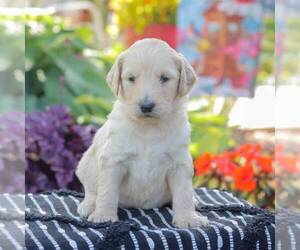 Dalmatian Puppy for sale in NEW ENTERPRISE, PA, USA