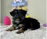 Small #4 YorkiePoo