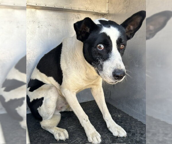 Medium Photo #1 Siberian Husky-Unknown Mix Puppy For Sale in HESPERIA, CA, USA