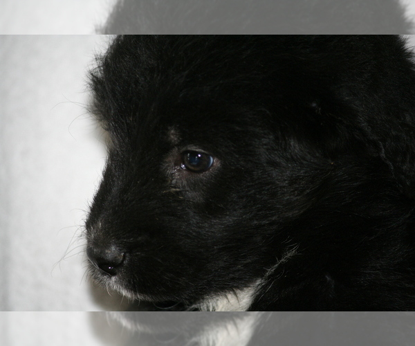 Full screen Photo #17 Newfoundland-Shepadoodle Mix Puppy For Sale in SHEBOYGAN FALLS, WI, USA