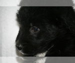 Small Photo #17 Newfoundland-Shepadoodle Mix Puppy For Sale in SHEBOYGAN FALLS, WI, USA