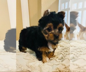 Yorkshire Terrier Puppy for sale in FRESNO, CA, USA