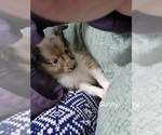 Small Photo #3 Shetland Sheepdog Puppy For Sale in GREENWOOD, WI, USA