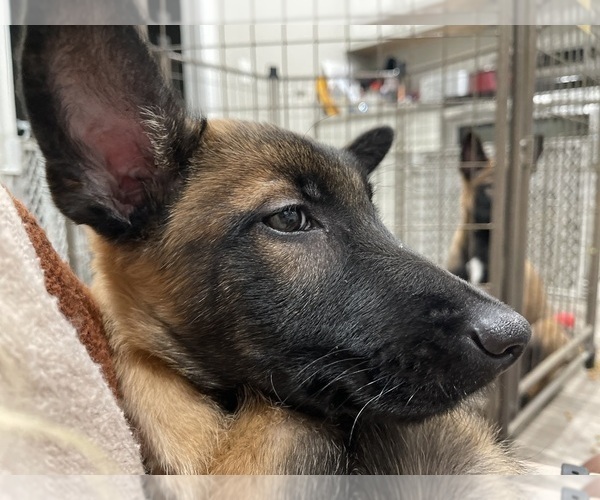 Medium Photo #57 Belgian Malinois Puppy For Sale in REESEVILLE, WI, USA