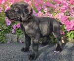 Puppy Stella Cane Corso