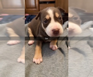 American Staffordshire Terrier-Siberian Husky Mix Puppy for sale in PROVIDENCE, RI, USA