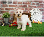 Small #20 Schnauzer (Miniature)
