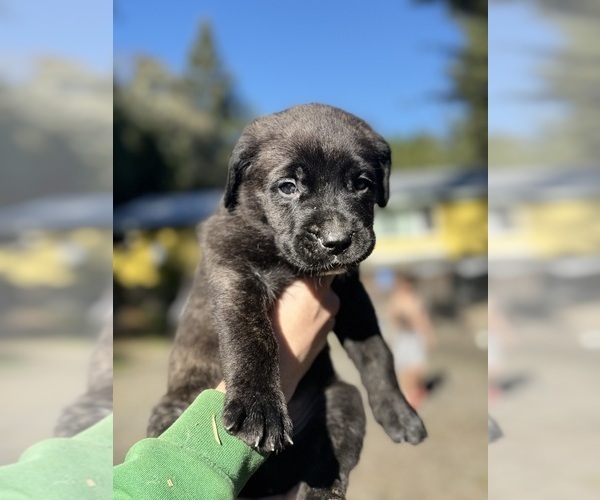 Medium Photo #3 Cane Corso Puppy For Sale in SEBASTOPOL, CA, USA