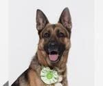Small #1 German Shepherd Dog