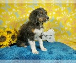 Small Photo #25 Bernedoodle-Poodle (Toy) Mix Puppy For Sale in BLACK FOREST, CO, USA