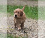 Small Photo #9 Golden Irish Puppy For Sale in JONES, MI, USA