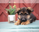 Puppy 5 German Shepherd Dog