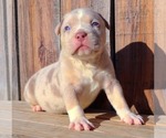 Small Photo #27 American Bully Puppy For Sale in LOS ANGELES, CA, USA