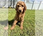 Small Photo #2 Goldendoodle Puppy For Sale in CAPE CORAL, FL, USA