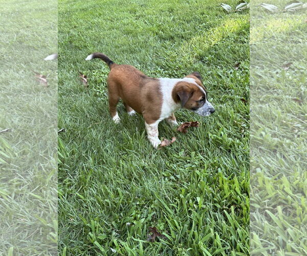Medium Photo #3 Labrador Retriever-Unknown Mix Puppy For Sale in Ball Ground, GA, USA