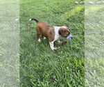 Small #2 Labrador Retriever Mix