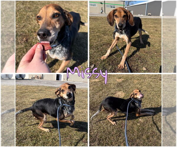 Medium Photo #1 Coonhound-Unknown Mix Puppy For Sale in Pierceton , IN, USA