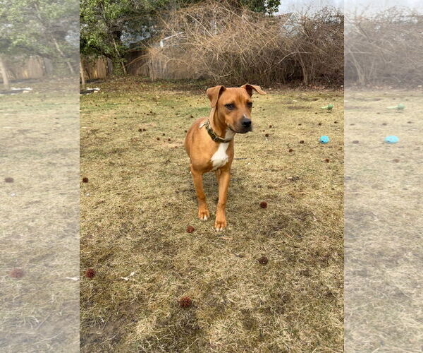 Medium Photo #10 Bulldog-Labrador Retriever Mix Puppy For Sale in Tarrytown, GA, USA