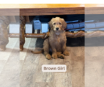 Small Photo #2 Goldendoodle Puppy For Sale in UNICOI, TN, USA